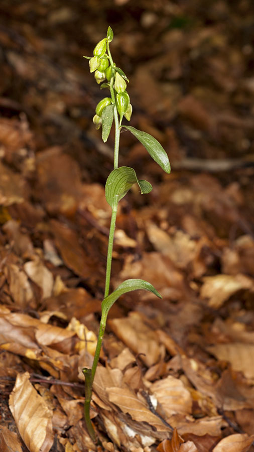 Chiave per orchidee sfiorite